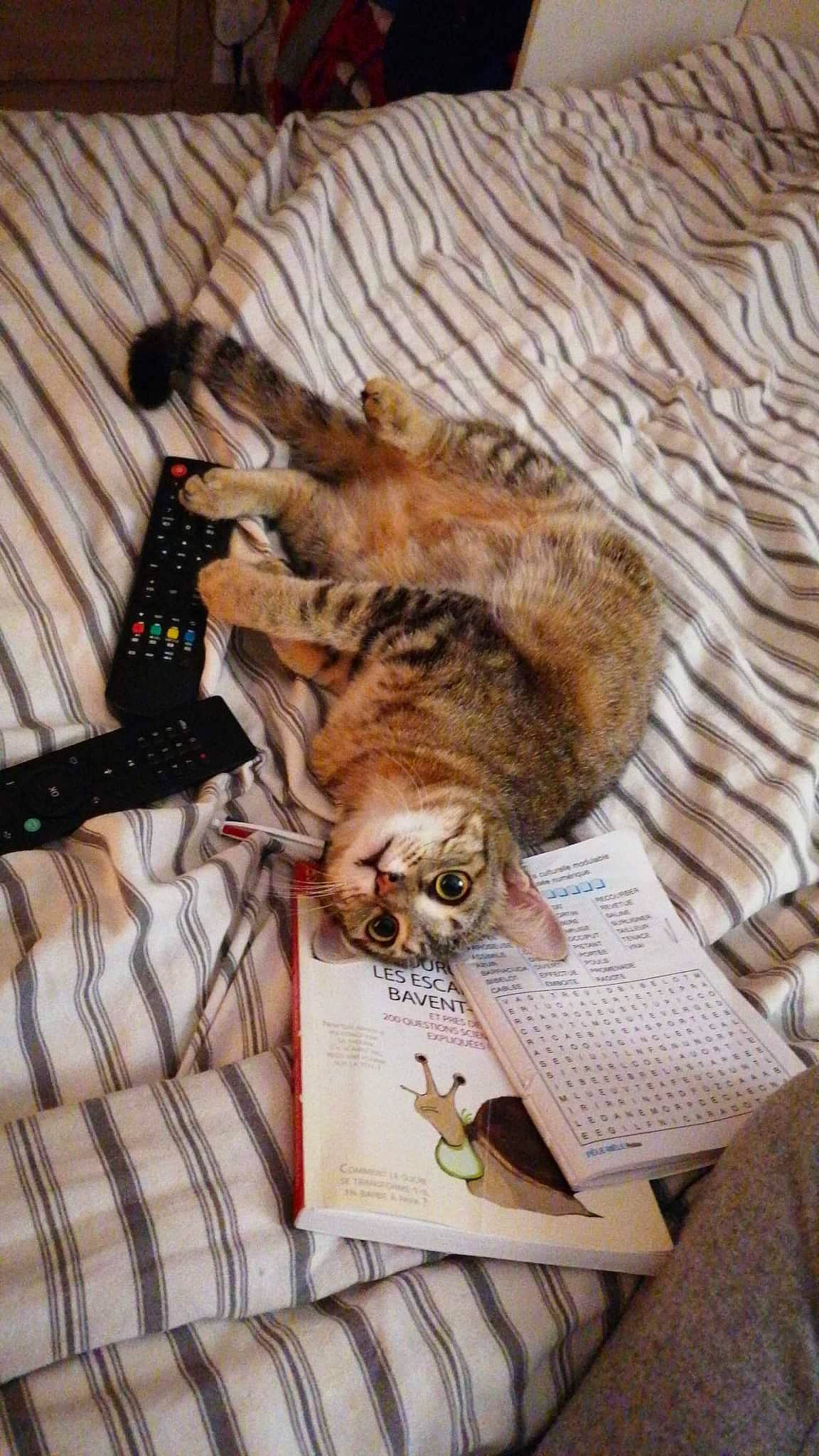 Saucisse a rejoint le concours — aidez-le/la à gagner de superbes lots ! carnivore, cat, claw, comfort, domestic_short_haired_cat, fawn, felidae, fur, linens, nap, pattern, paw, plaid, room, sleep, small_to_medium_sized_cats, tail, tartan, whiskers, wood