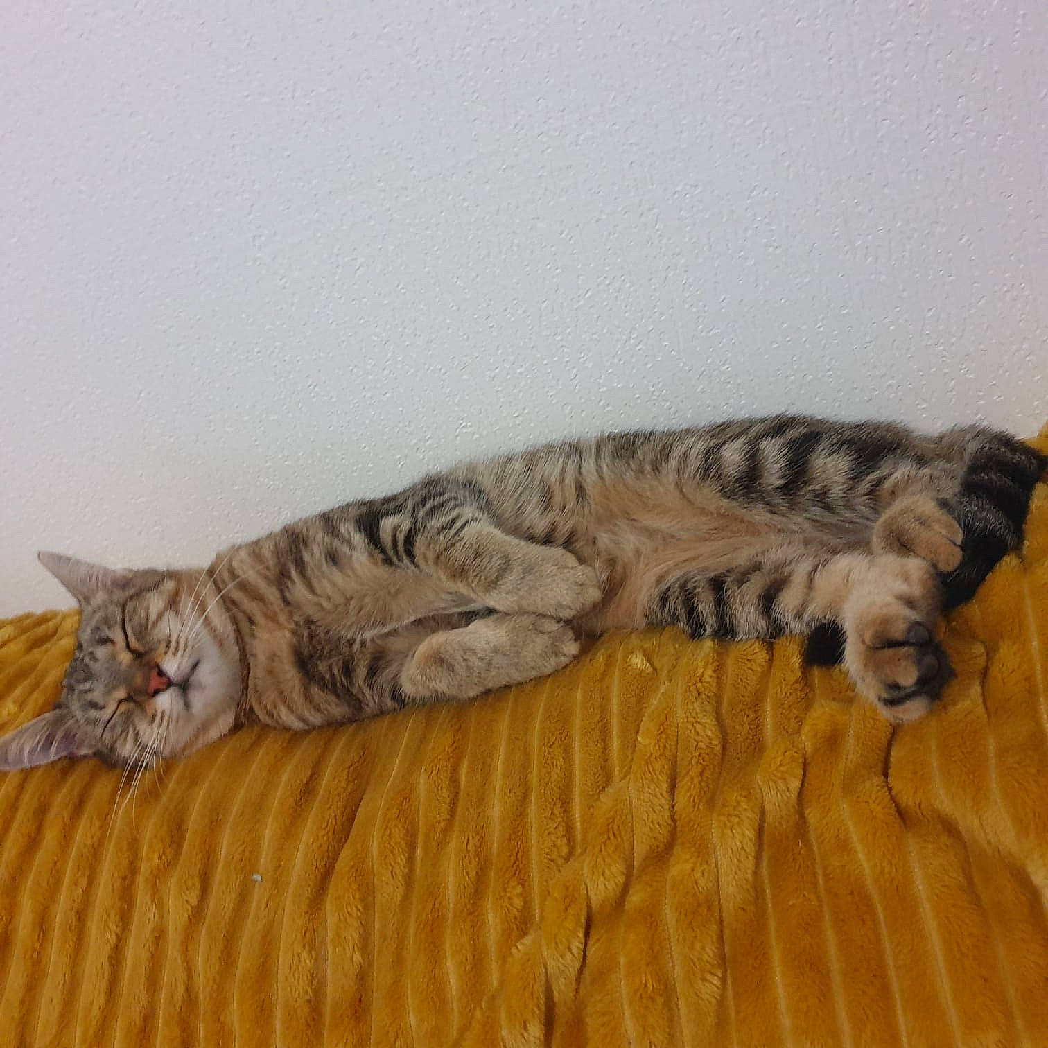 Saucisse participe au concours pour gagner de l'argent avec cette photo : carnivore, cat, comfort, domestic_short_haired_cat, felidae, flooring, fur, grey, hardwood, nap, paw, small_to_medium_sized_cats, tail, terrestrial_animal, whiskers, wood, wood_flooring