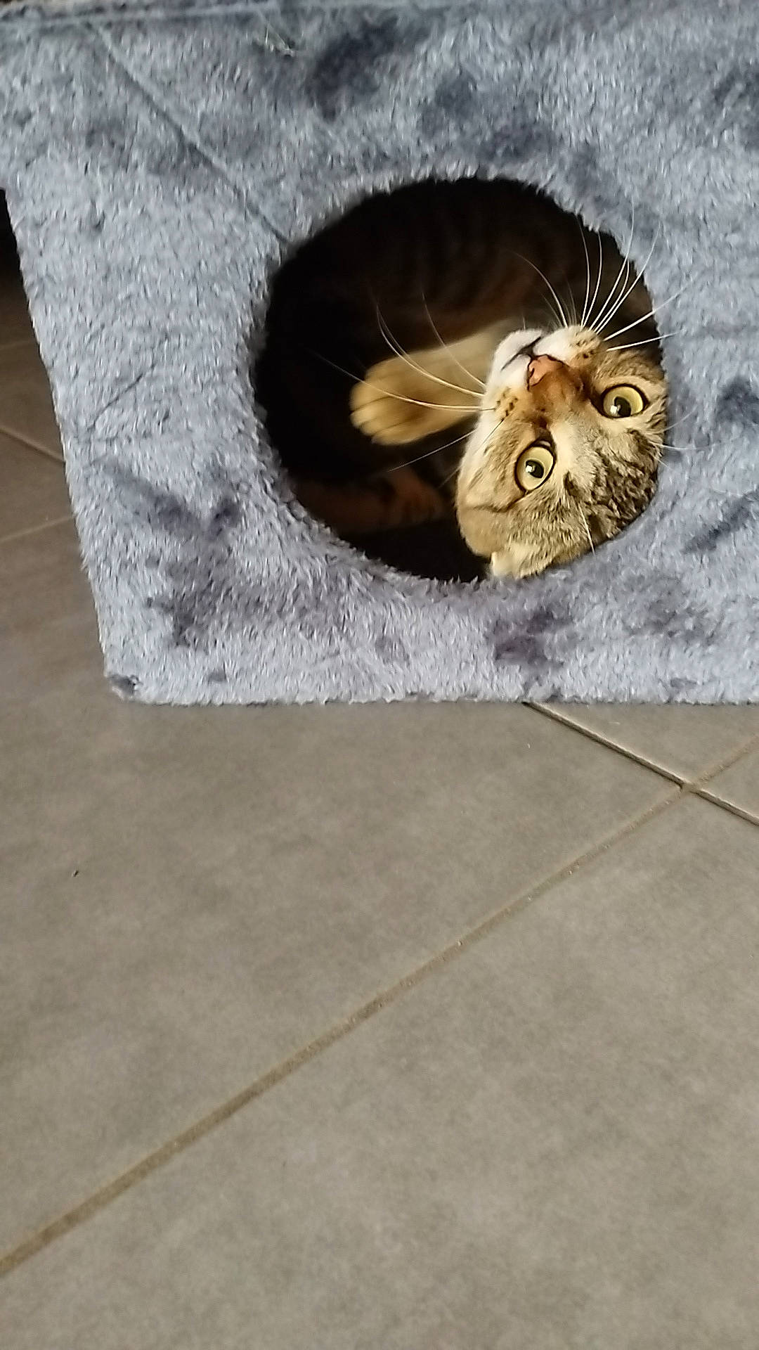 Saucisse participe au concours pour gagner de l'argent avec cette photo : art, carnivore, circle, domestic_short_haired_cat, door, fashion_accessory, fawn, felidae, flooring, fur, metal, pattern, small_to_medium_sized_cats, snout, tail, teddy_bear, tree, whiskers, wildlife, wood