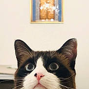 Micha a rejoint le concours — aidez-le/la à gagner de superbes lots ! animal, black_and_white_fur, blurred_background, cat, close_up, curious, cute, decor, domestic_cat, face, feline, framed_art, indoor, indoor_lighting, looking_up, pet, pink_nose, portrait, whiskers, wide_eyes