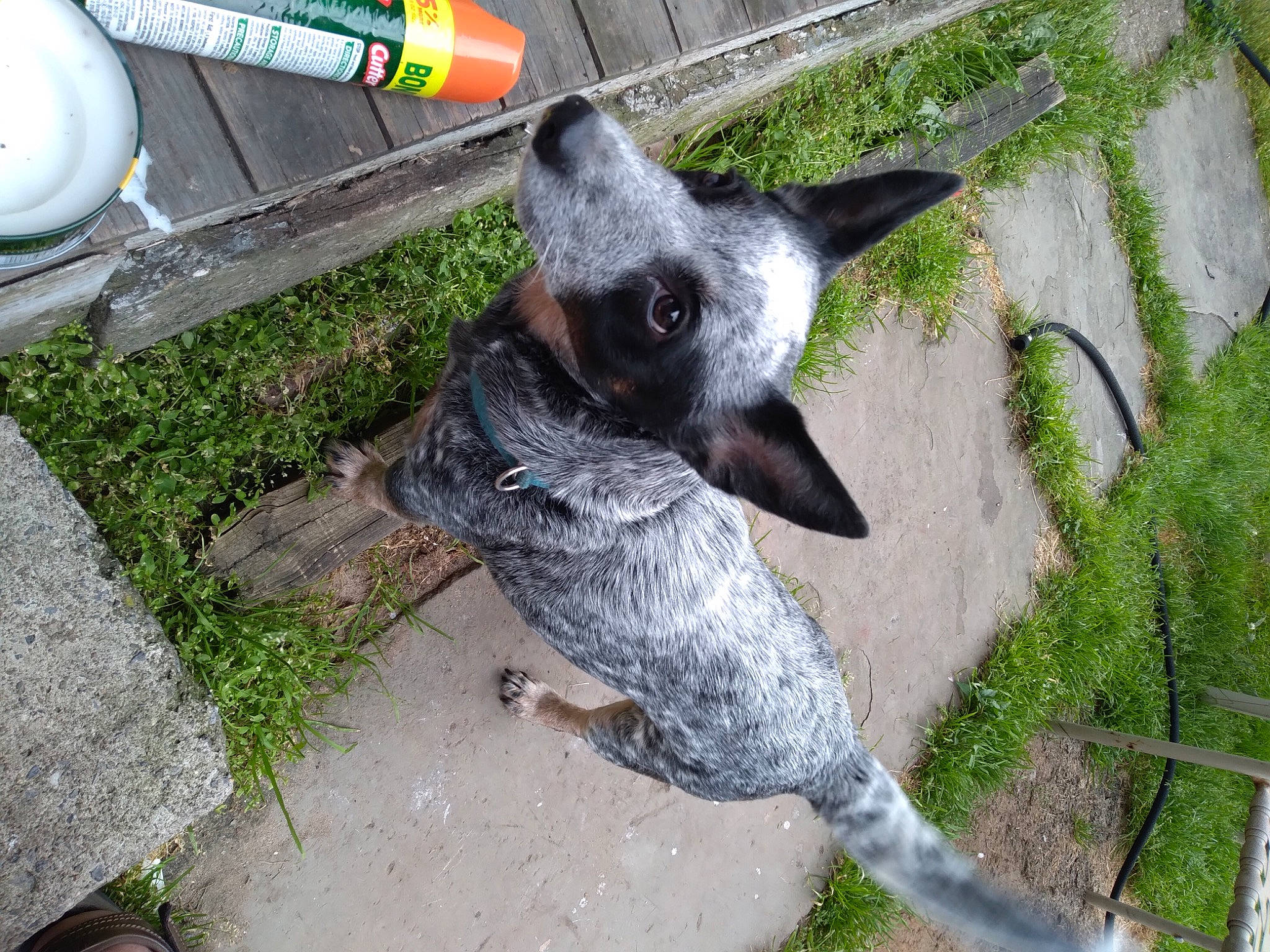 Panda Marie joined the competition — help win amazing prizes! canidae, carnivore, dog_breed, fish, gas, grass, pet_supply, plant, snout, sporting_group, tail, terrestrial_animal, working_animal