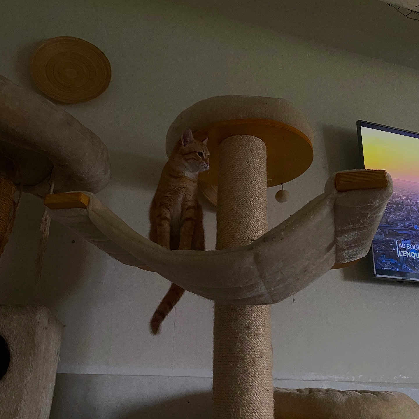 Arthur participe au concours pour gagner de l'argent avec cette photo : animal, architecture, building, cat, computerhardware, electronics, furniture, hardware, indoors, interiordesign, kitten, livingroom, monitor, pet, plywood, room, screen, toy, tv, wood