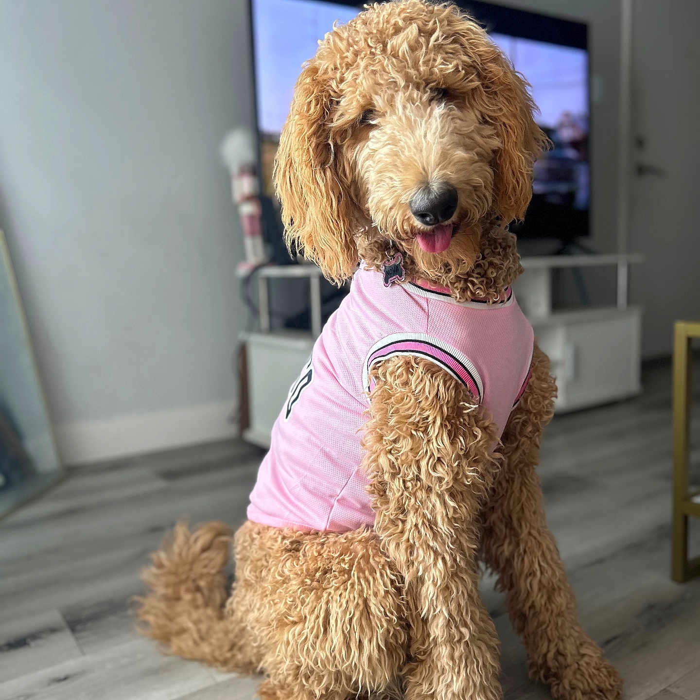 Nova joined the competition — help win amazing prizes! airedale, animal, canine, cockerspaniel, computerhardware, dog, electronics, hardware, hardwood, indoors, interiordesign, monitor, pet, poodle, puppy, screen, terrier, tv, whitedog, wood