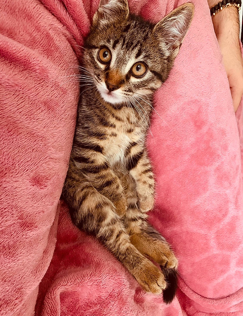 Kiki a rejoint le concours — aidez-le/la à gagner de superbes lots ! asian, bengal, california_spangled, carnivore, cat, domestic_short_haired_cat, dragon_li, egyptian_mau, european_shorthair, felidae, kitten, mammal, ocicat, pixie_bob, skin, small_to_medium_sized_cats, tabby_cat, toyger, vertebrate, whiskers