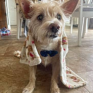 Eddie joined the competition — help win amazing prizes! dog, small_dog, blanket, bow_tie, ears, floor, tile_floor, indoor, pet, fur, looking_away, cozy, home, person, furniture, chair, table, animal, cute, domestic