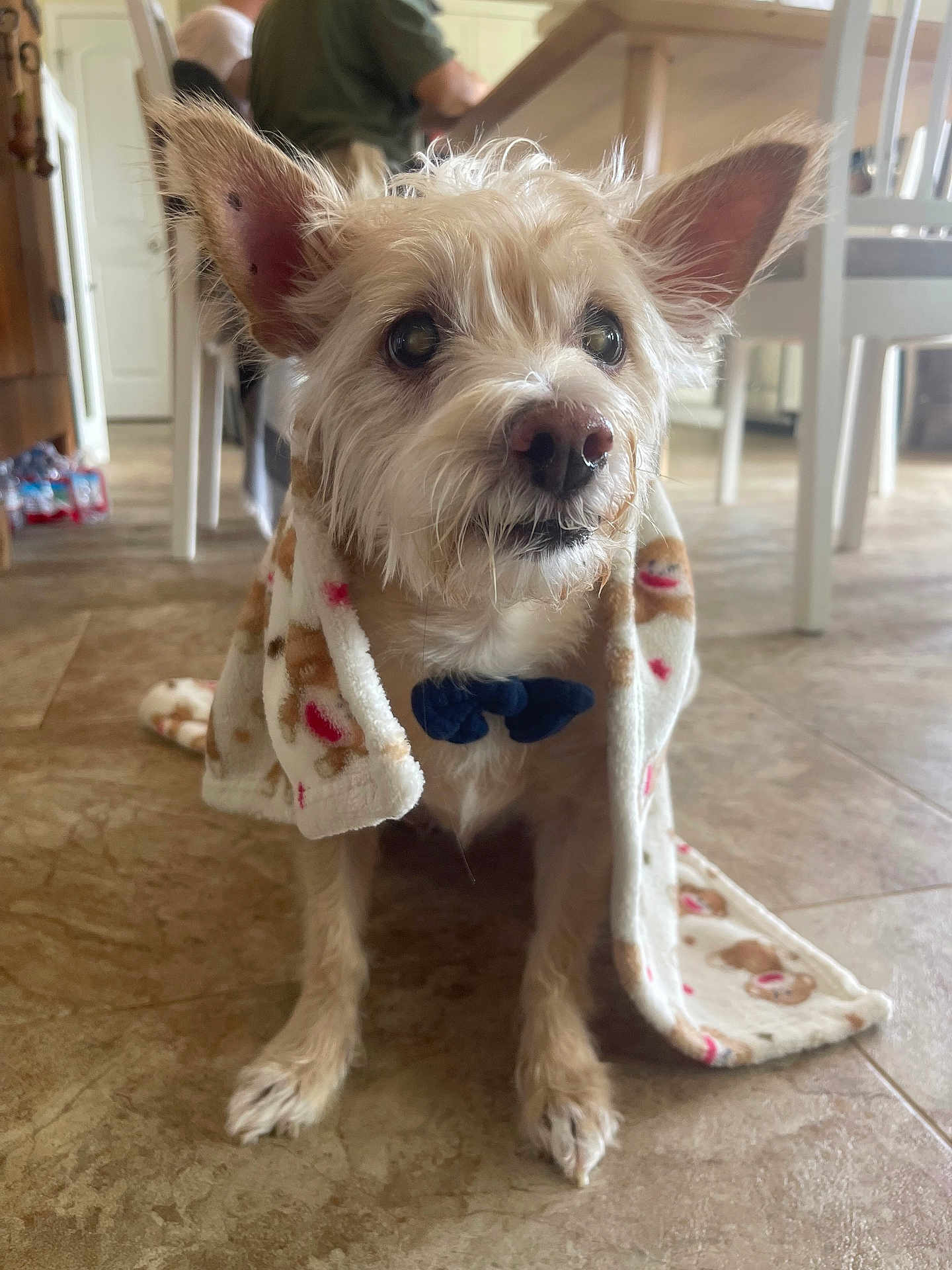 Eddie joined the competition — help win amazing prizes! dog, small_dog, blanket, bow_tie, ears, floor, tile_floor, indoor, pet, fur, looking_away, cozy, home, person, furniture, chair, table, animal, cute, domestic