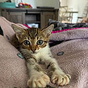 Timothy Silver is registered to the contest to win money with this photo: kitten, cat, pet, animal, feline, cute, stretching, blanket, indoor, cozy, fur, whiskers, young, tabby, paws, closeup, home, relaxing, soft, curious