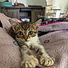 animal, blanket, cat, closeup, cozy, curious, cute, feline, fur, home, indoor, kitten, paws, pet, relaxing, soft, stretching, tabby, whiskers, young
