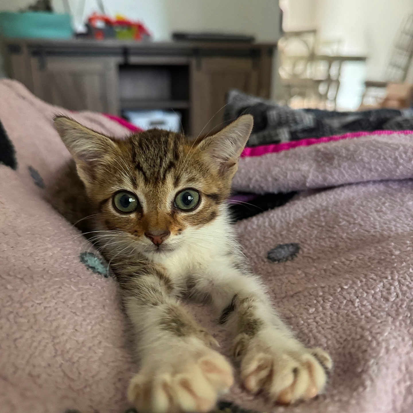 Timothy Silver is registered to the contest to win money with this photo: kitten, cat, pet, animal, feline, cute, stretching, blanket, indoor, cozy, fur, whiskers, young, tabby, paws, closeup, home, relaxing, soft, curious