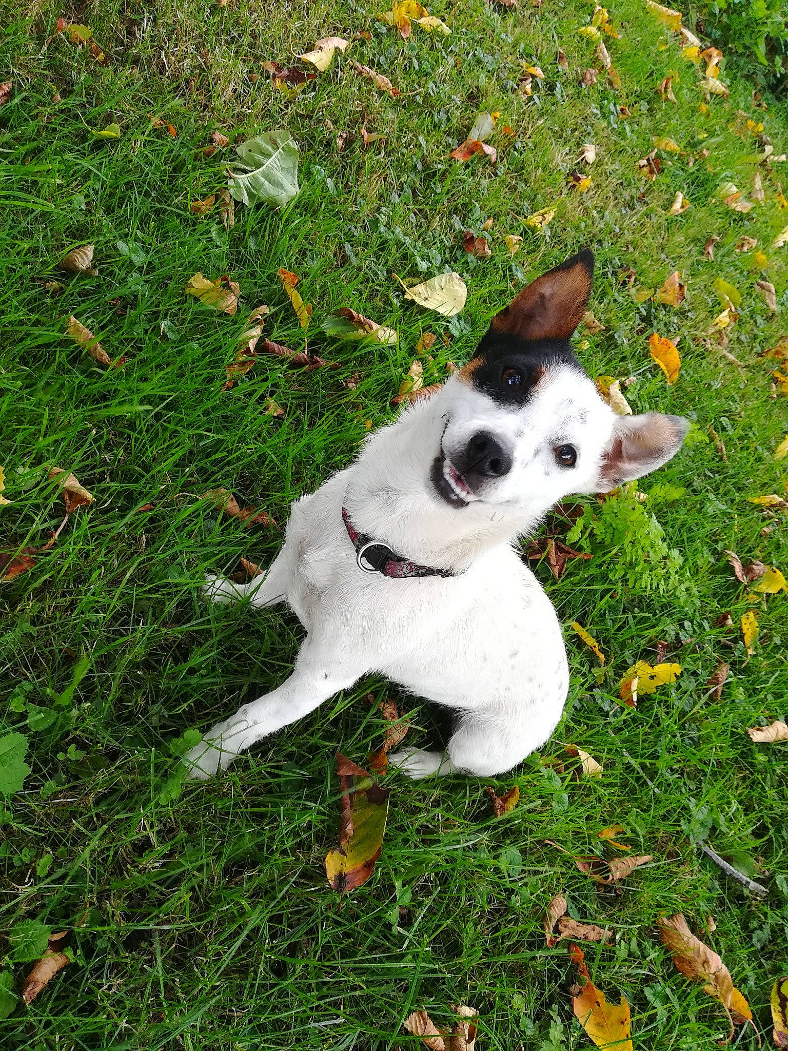 Daisy participe au concours pour gagner de l'argent avec cette photo : canidae, carnivore, companion_dog, dog, dog_breed, fawn, french_bulldog, grass, mammal, miniature_fox_terrier, non_sporting_group, plant, puppy, rat_terrier, snout, sporting_group, tail, toy_fox_terrier