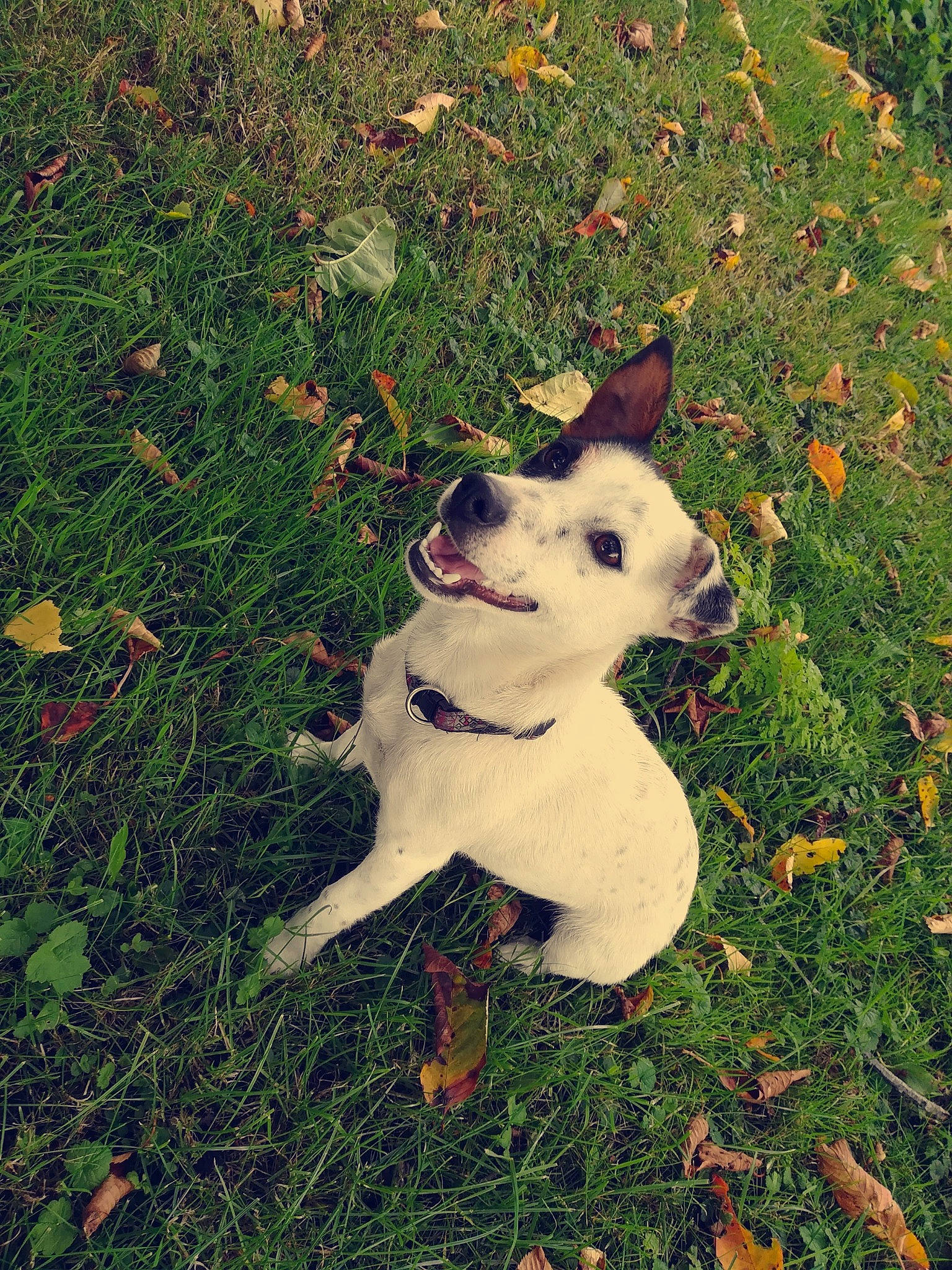Daisy participe au concours pour gagner de l'argent avec cette photo : autumn, canidae, carnivore, companion_dog, dog, dog_breed, fawn, french_bulldog, grass, leaf, non_sporting_group, plant, puppy, snout, tail, tree