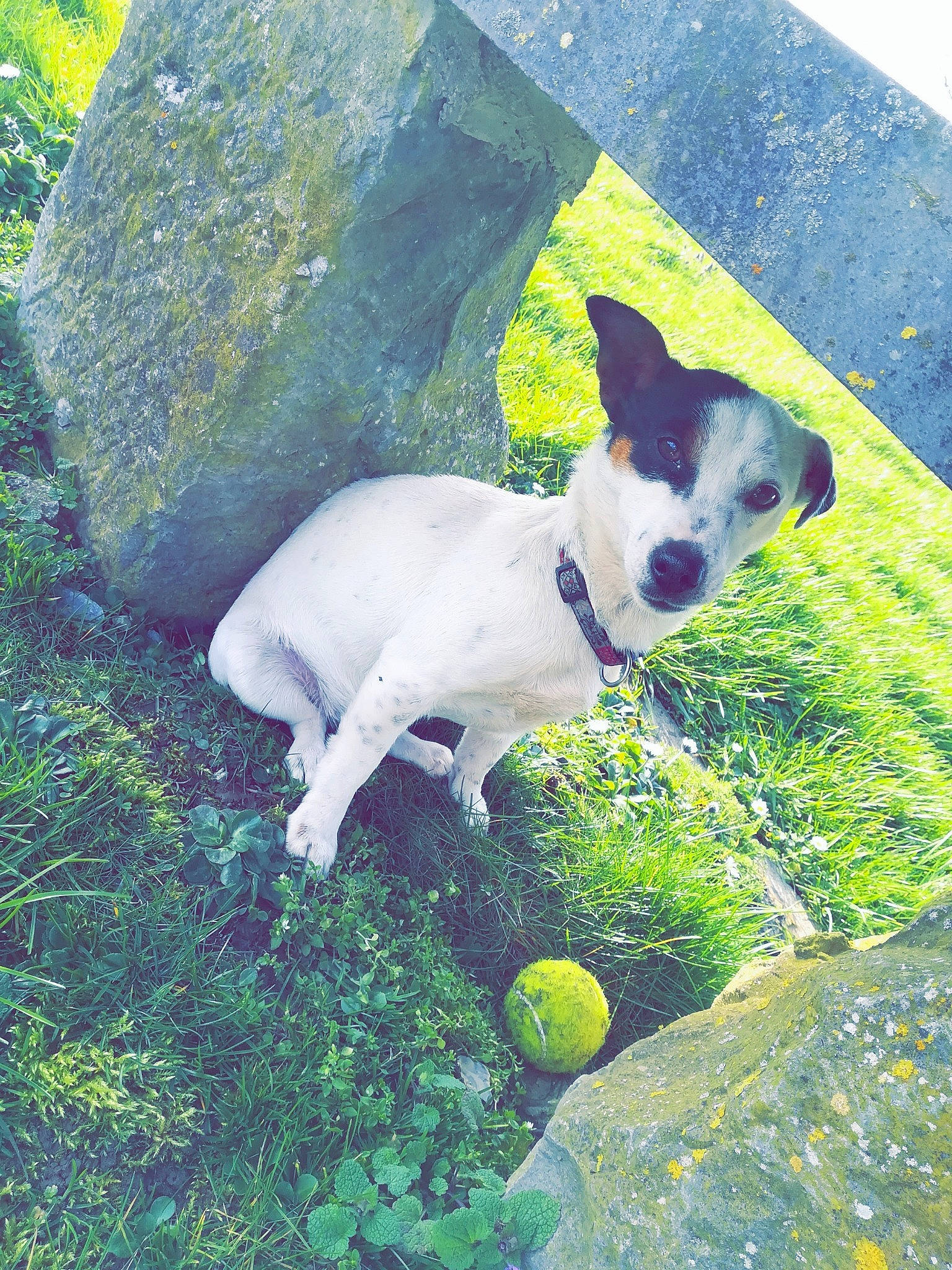 Daisy participe au concours pour gagner de l'argent avec cette photo : adventure, boston_terrier, canidae, carnivore, dog, dog_breed, fawn, feist, fox_terrier, grass, mammal, non_sporting_group, sporting_group