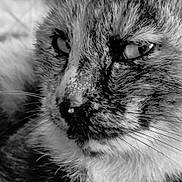 Opium participe au concours pour gagner de l'argent avec cette photo : animal, black_and_white, calm, cat, close_up, detail, expression, eyes, face, feline, fur, macro, mammal, nose, pet, portrait, resting, soft, texture, whiskers
