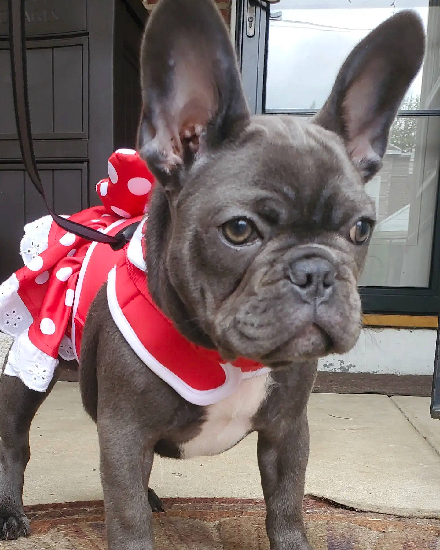 Razz is registered to the contest to win money with this photo: bulldog, carnivore, collar, companion_dog, dog, dog_breed, dog_collar, ear, eye, fawn, head, human_body, mammal, snout, sporting_group, toy_dog, vertebrate, whiskers, working_animal, wrinkle