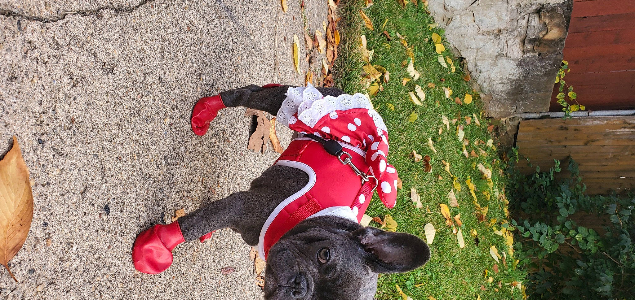 Razz is registered to the contest to win money with this photo: carmine, carnivore, companion_dog, concrete, dog, dog_breed, flooring, fun, grass, hat, leisure, people_in_nature, plant, recreation, shadow, soil, sun_hat, tail, tree, working_animal