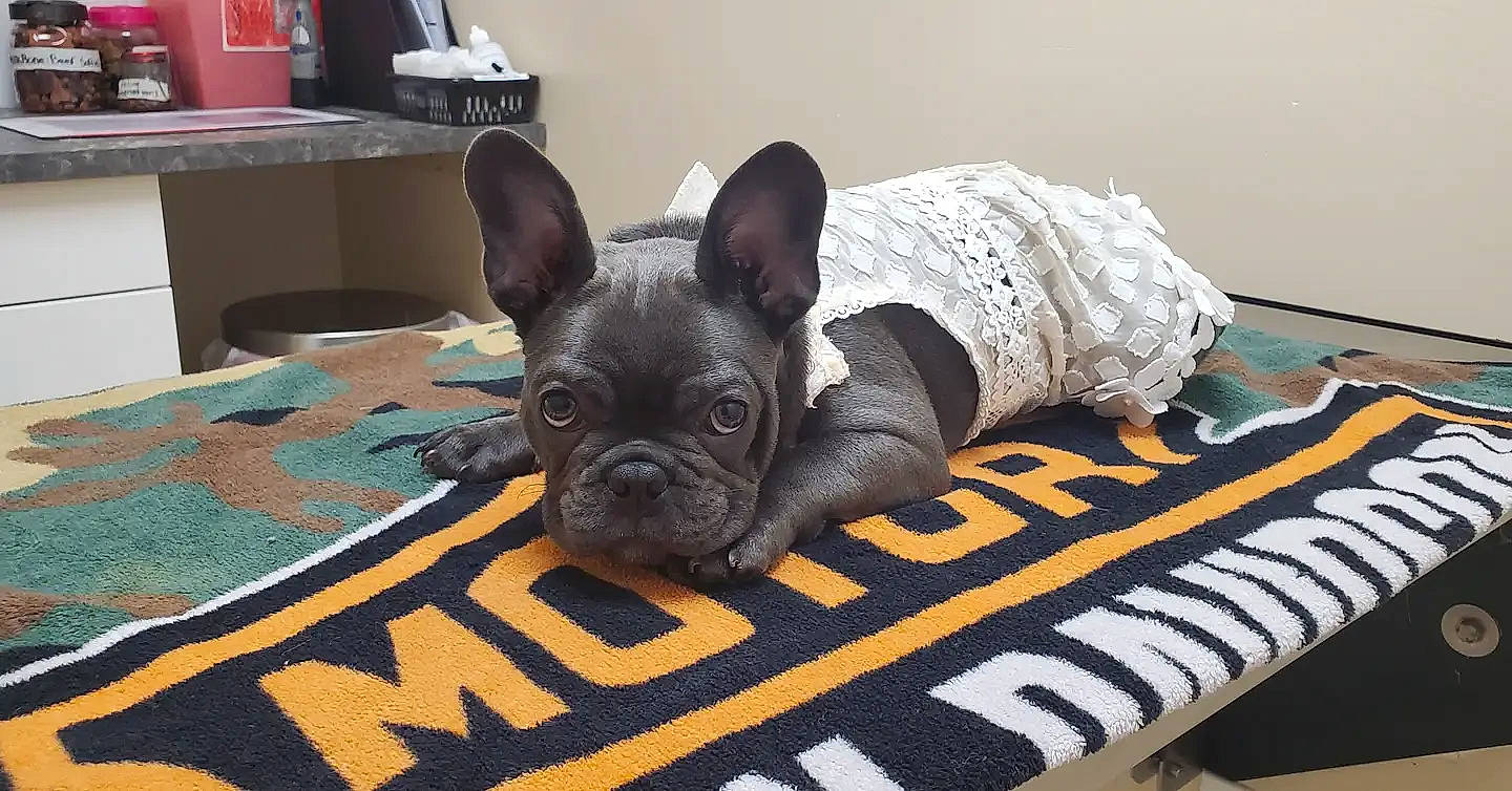 Razz joined the competition — help win amazing prizes! box, canidae, carnivore, comfort, companion_dog, dog, dog_breed, dog_supply, fawn, flooring, linens, non_sporting_group, shipping_box, snout, sporting_group, terrestrial_animal, toy_dog, whiskers, working_animal, wrinkle