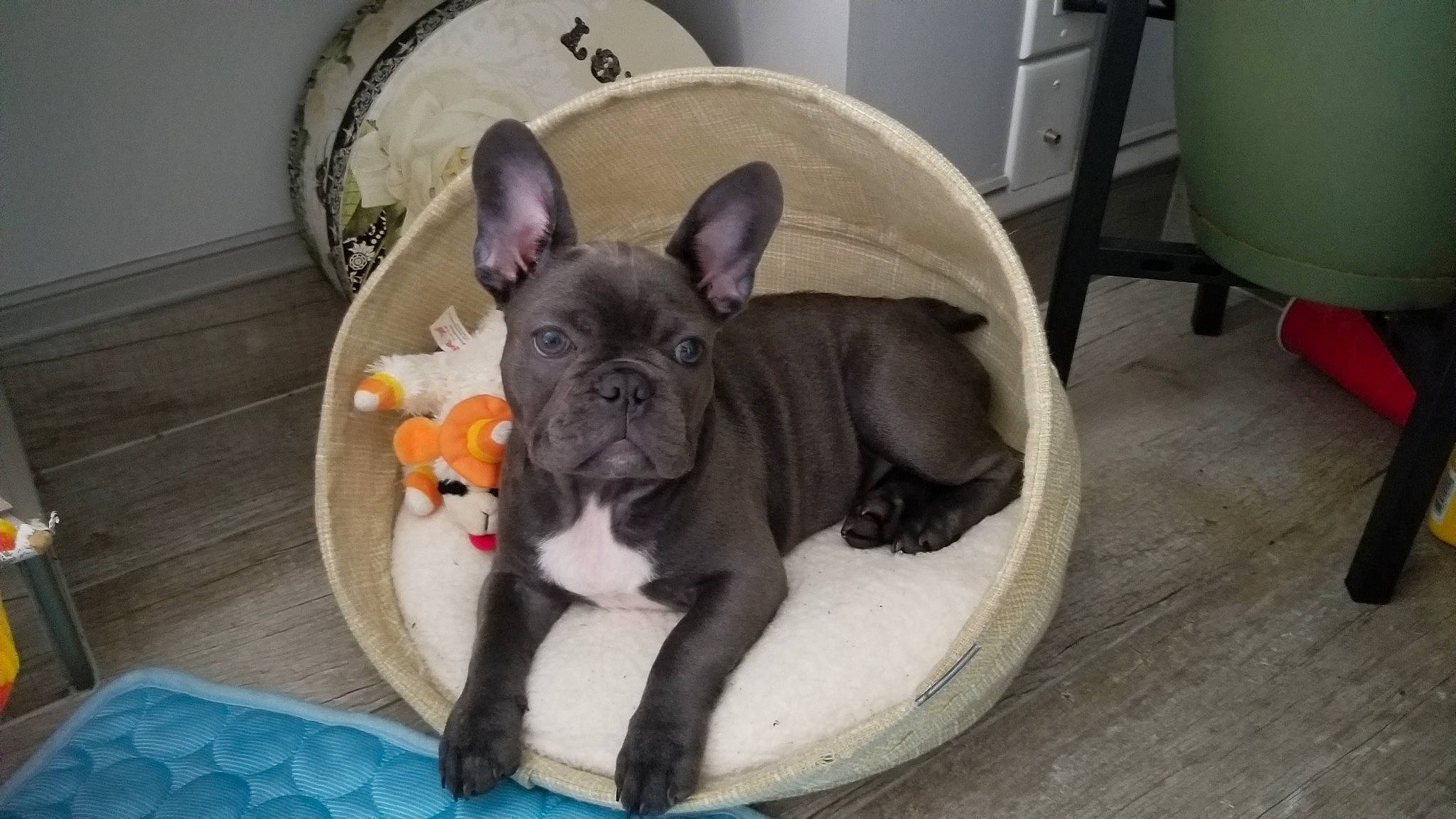 Razz joined the competition — help win amazing prizes! canidae, carnivore, chair, comfort, companion_dog, dog, dog_breed, ear, fawn, french_bulldog, non_sporting_group, puppy, snout, sporting_group, terrestrial_animal, toy_dog, whiskers, working_animal