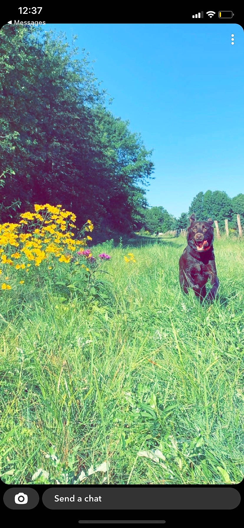 Brantley joined the competition — help win amazing prizes! carnivore, dog_breed, felidae, flower, grass, grass_family, grassland, groundcover, herbaceous_plant, landscape, lawn, meadow, natural_landscape, people_in_nature, plant, prairie, shrub, sky, terrestrial_plant, tree