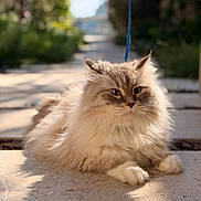 Pixel participe au concours pour gagner de l'argent avec cette photo : animal, blurred_background, calm, cat, close_up, daylight, ears, feline, fluffy, leash, long_hair, nature, outdoor, pathway, paws, pet, relaxed, shadow, sunlight, whiskers