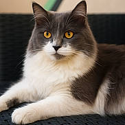 Smoky participe au concours pour gagner de l'argent avec cette photo : cat, gray_cat, white_cat, feline, pet, animal, golden_eyes, whiskers, ears, fur, relaxed, lounging, close_up, portrait, indoor, resting, cute, domestic_cat, wicker_surface, calm