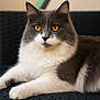 cat, gray_cat, white_cat, feline, pet, animal, golden_eyes, whiskers, ears, fur, relaxed, lounging, close_up, portrait, indoor, resting, cute, domestic_cat, wicker_surface, calm