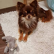 Nesquick participe au concours pour gagner de l'argent avec cette photo : dog, brown_dog, small_dog, fluffy, pet, indoor, rug, toy, stuffed_animal, wood_floor, stone_wall, ears, fur, eyes, nose, paws, laying_down, cozy, home, cute