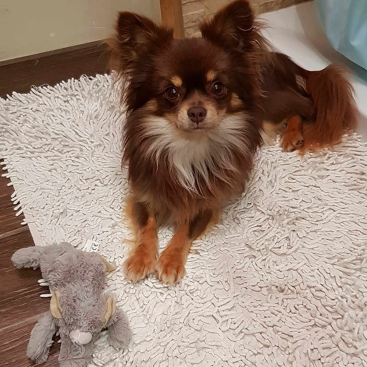 Nesquick participe au concours pour gagner de l'argent avec cette photo : brown_dog, cozy, cute, dog, ears, eyes, fluffy, fur, home, indoor, laying_down, nose, paws, pet, rug, small_dog, stone_wall, stuffed_animal, toy, wood_floor