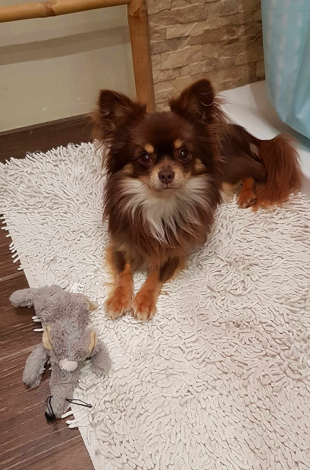 Nesquick participe au concours pour gagner de l'argent avec cette photo : dog, brown_dog, small_dog, fluffy, pet, indoor, rug, toy, stuffed_animal, wood_floor, stone_wall, ears, fur, eyes, nose, paws, laying_down, cozy, home, cute