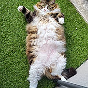 Miaouss participe au concours pour gagner de l'argent avec cette photo : cat, fluffy, lying_down, green_grass, artificial_turf, relaxed, pet, outdoor, paw, tail, concrete, black_pole, playful, fur, animal, whiskers, cute, domestic_cat, nature, garden
