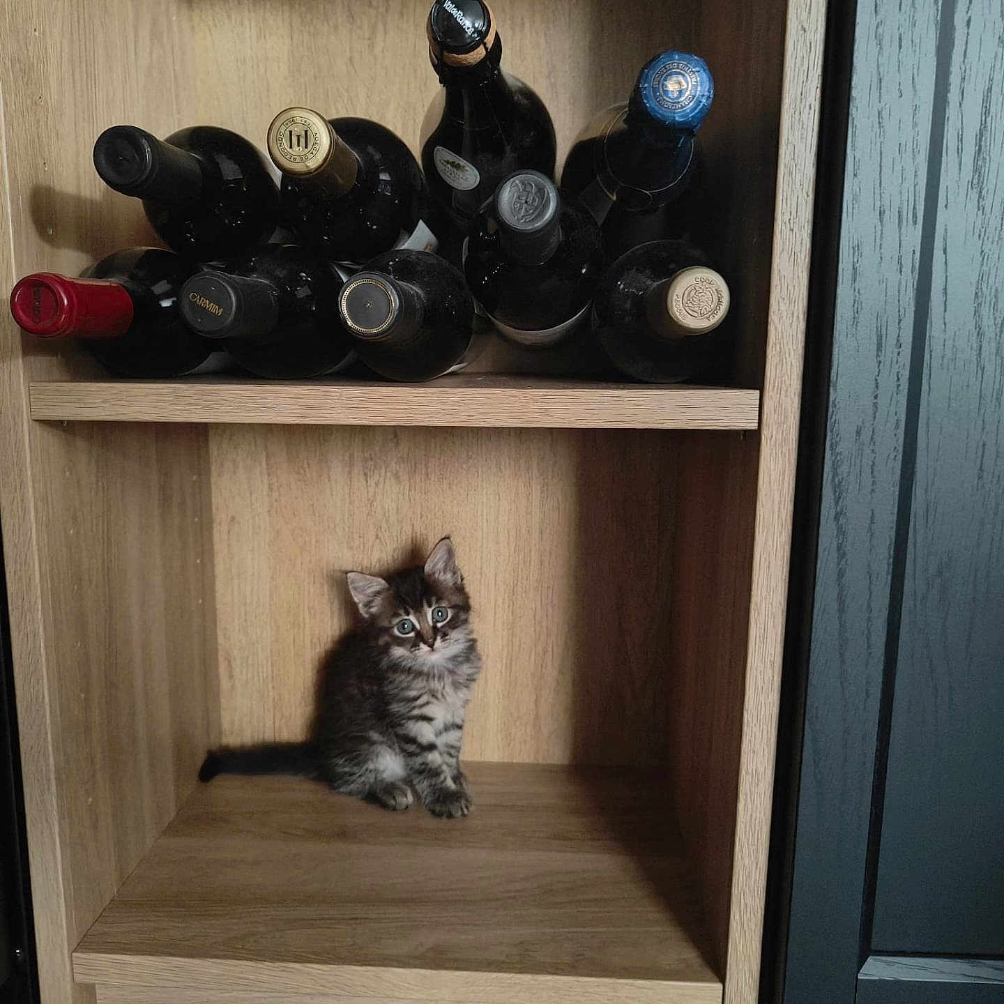 Moon participe au concours pour gagner de l'argent avec cette photo : alone, cabinet, cat, curious, cute, domestic_animal, floor, fur, furniture, indoor, kitten, looking_up, pet, sitting, small, striped, tabby, wine_bottles, wooden_shelf, young