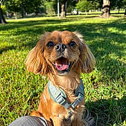 Happy joined the competition — help win amazing prizes! dog, small_dog, happy, smiling, grass, park, sunlight, harness, outdoor, pet, animal, nature, canine, daytime, closeup, sitting, greenery, trees, plaid_pants, tongue