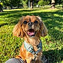 dog, small_dog, happy, smiling, grass, park, sunlight, harness, outdoor, pet, animal, nature, canine, daytime, closeup, sitting, greenery, trees, plaid_pants, tongue