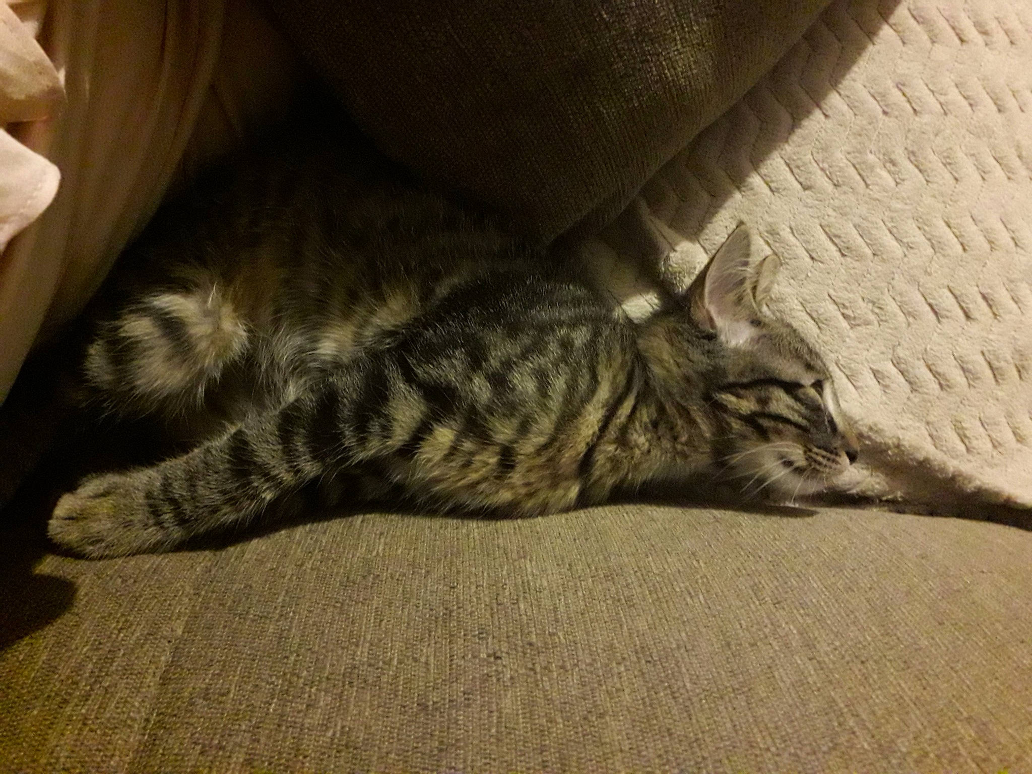 Ghoan a rejoint le concours — aidez-le/la à gagner de superbes lots ! bed, carnivore, cat, claw, comfort, domestic_short_haired_cat, fawn, felidae, floor, flooring, grey, human_leg, leg, paw, small_to_medium_sized_cats, snout, tail, terrestrial_animal, whiskers, wood