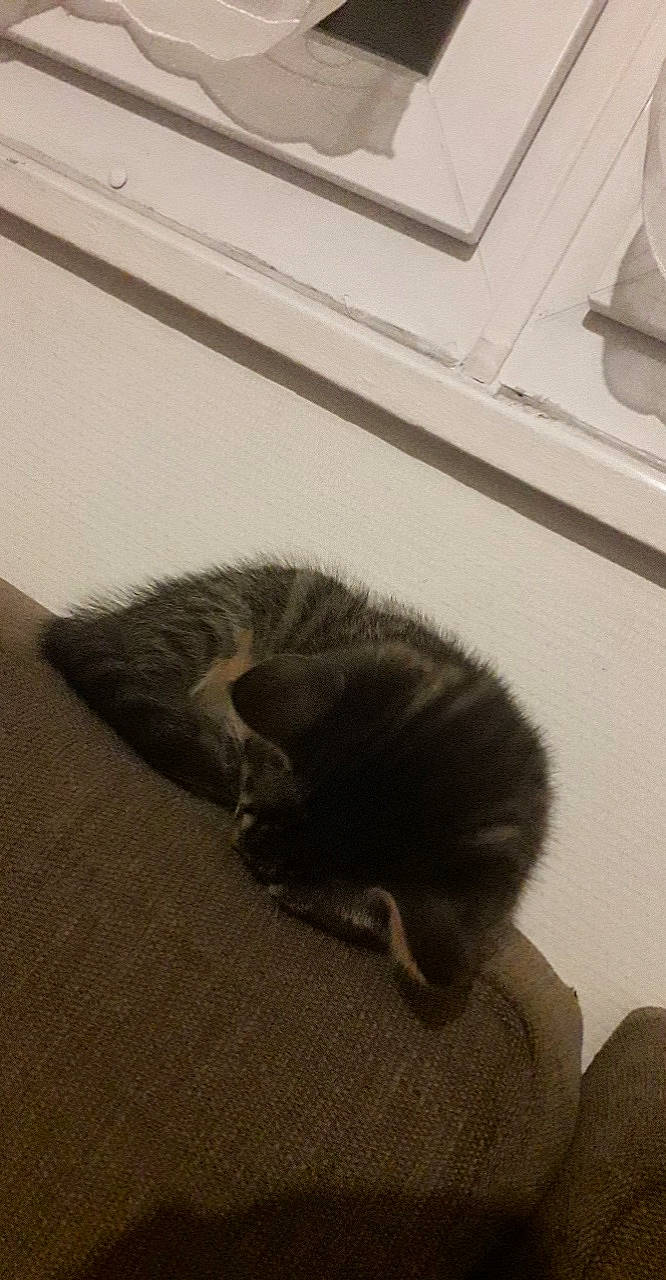 Gohan a rejoint le concours — aidez-le/la à gagner de superbes lots ! canidae, carnivore, cat, claw, comfort, dog_breed, domestic_short_haired_cat, felidae, flooring, fur, grey, hardwood, paw, sand, small_to_medium_sized_cats, snout, sporting_group, tail, whiskers, wood