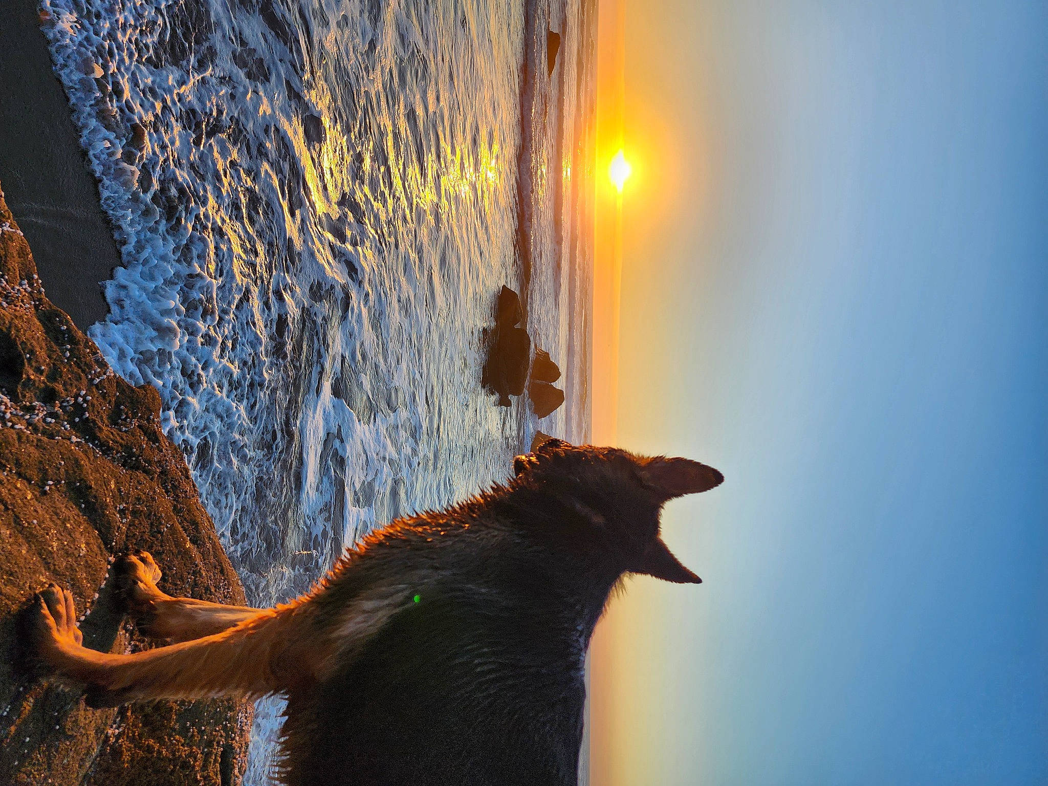 Ezra joined the competition — help win amazing prizes! backlighting, calm, carnivore, dog, dog_breed, fawn, freezing, heat, landscape, light, people_in_nature, plant, sky, sunlight, tail, tints_and_shades, tree, trunk, water, wood