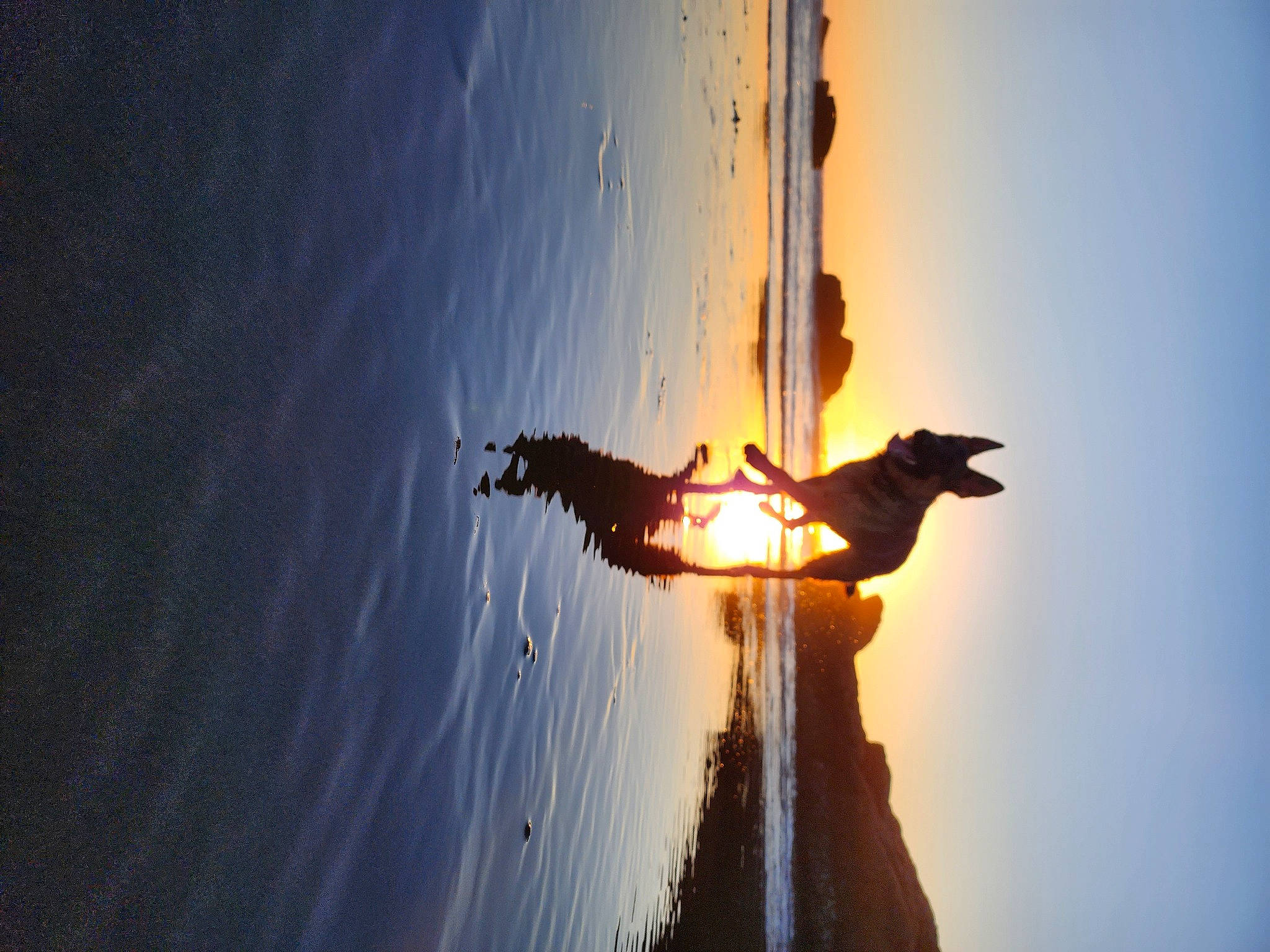 Ezra joined the competition — help win amazing prizes! art, backlighting, balance, cloud, evening, fire, flame, happy, heat, plant, recreation, reflection, sculpture, sky, street_light, sun, sunlight, tree, water, wing