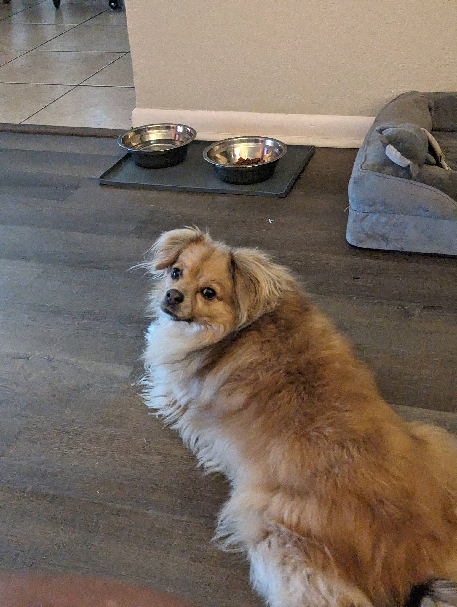 Samuel is registered to the contest to win money with this photo: ancient_dog_breeds, canidae, carnivore, companion_dog, dog, dog_breed, fawn, flooring, fur, hardwood, paw, plastic_bag, snout, sporting_group, tail, terrestrial_animal, whiskers, working_animal, working_dog