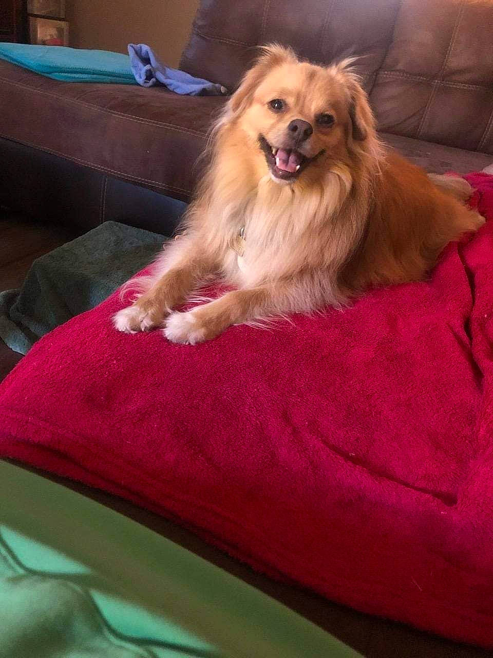 Samuel joined the competition — help win amazing prizes! canidae, carnivore, comfort, companion_dog, dog, dog_breed, dog_supply, fawn, flooring, fur, hardwood, liver, magenta, pekingese, smile, snout, sporting_group, toy_dog, volpino_italiano, whiskers
