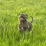 Spyke a rejoint le concours — aidez-le/la à gagner de superbes lots ! dog, grass, field, outdoor, nature, happy, pet, canine, running, playful, greenery, collar, summer, bright, animal, mammal, tongue, tail, daytime, active