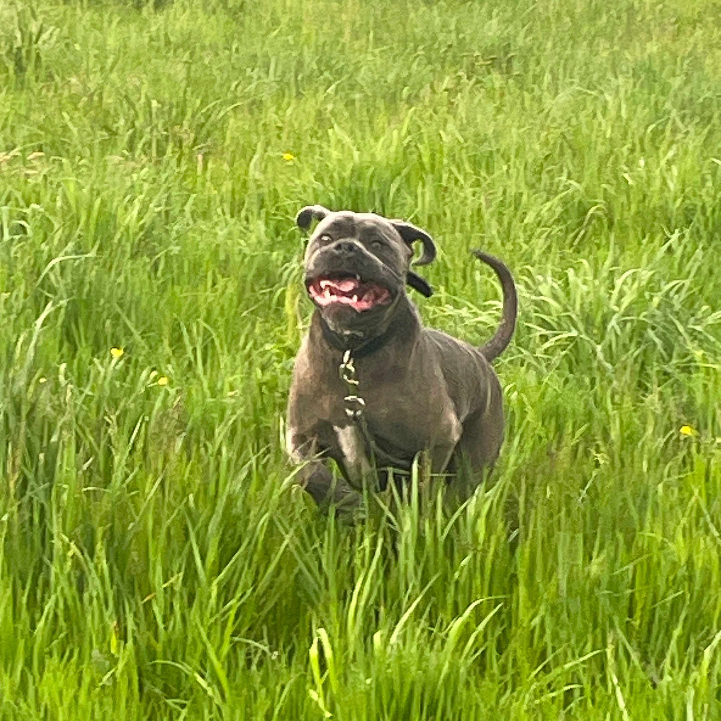 Spyke a rejoint le concours — aidez-le/la à gagner de superbes lots ! active, animal, bright, canine, collar, daytime, dog, field, grass, greenery, happy, mammal, nature, outdoor, pet, playful, running, summer, tail, tongue