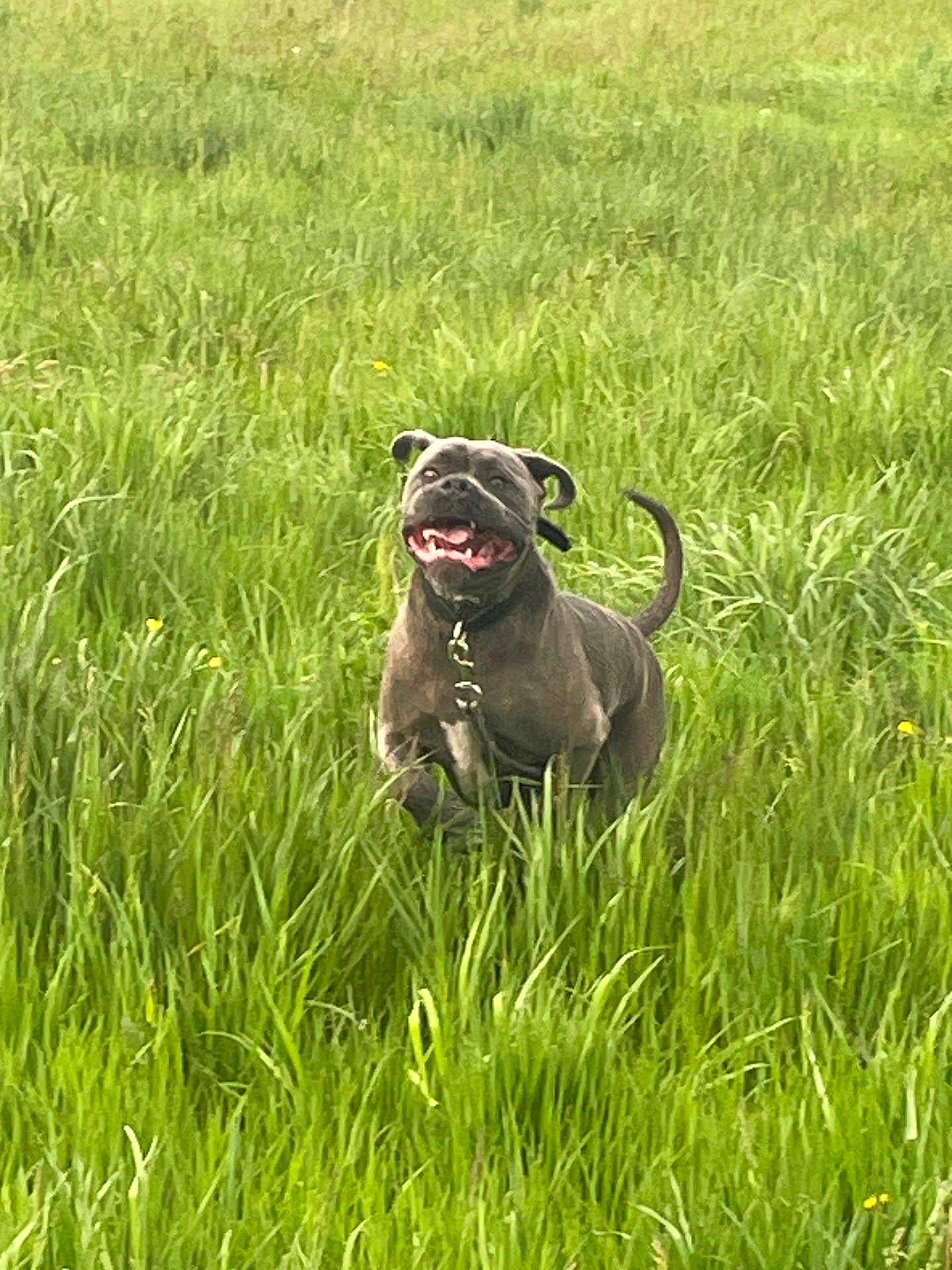 Spyke a rejoint le concours — aidez-le/la à gagner de superbes lots ! dog, grass, field, outdoor, nature, happy, pet, canine, running, playful, greenery, collar, summer, bright, animal, mammal, tongue, tail, daytime, active