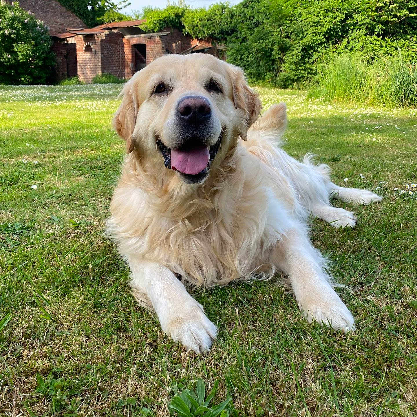 Oreo a rejoint le concours — aidez-le/la à gagner de superbes lots ! animal, architecture, backyard, building, canine, dog, grass, green, herbal, herbs, lawn, nature, outdoors, pet, plant, puppy, shelter, tree, vegetation, yard