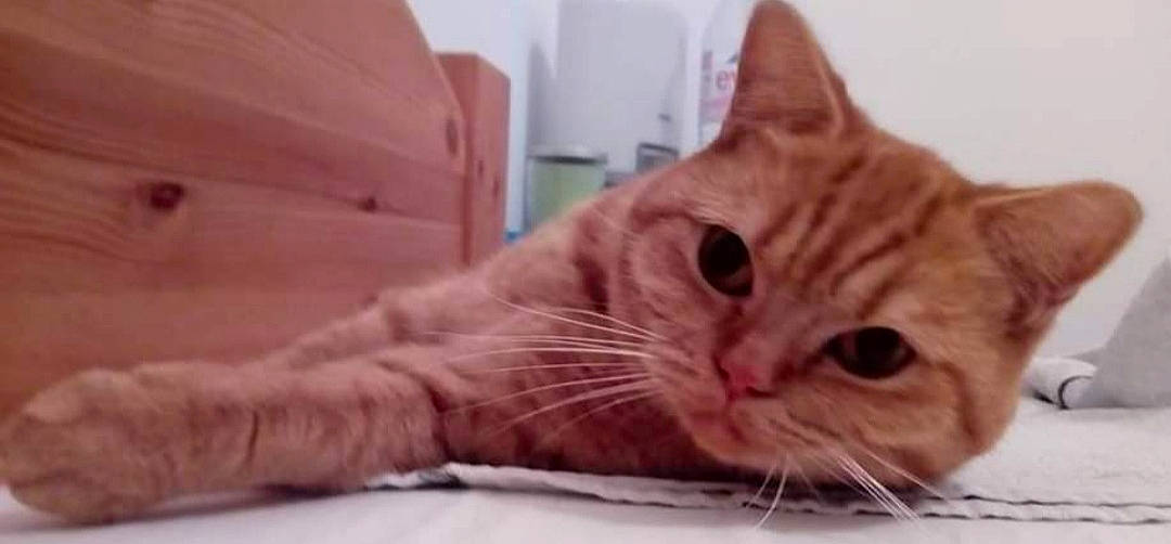 Melba participe au concours pour gagner de l'argent avec cette photo : carnivore, cat, cat_supply, claw, comfort, domestic_short_haired_cat, eye, fawn, felidae, fur, hardwood, nap, paw, pet_supply, small_to_medium_sized_cats, snout, tail, whiskers, wood