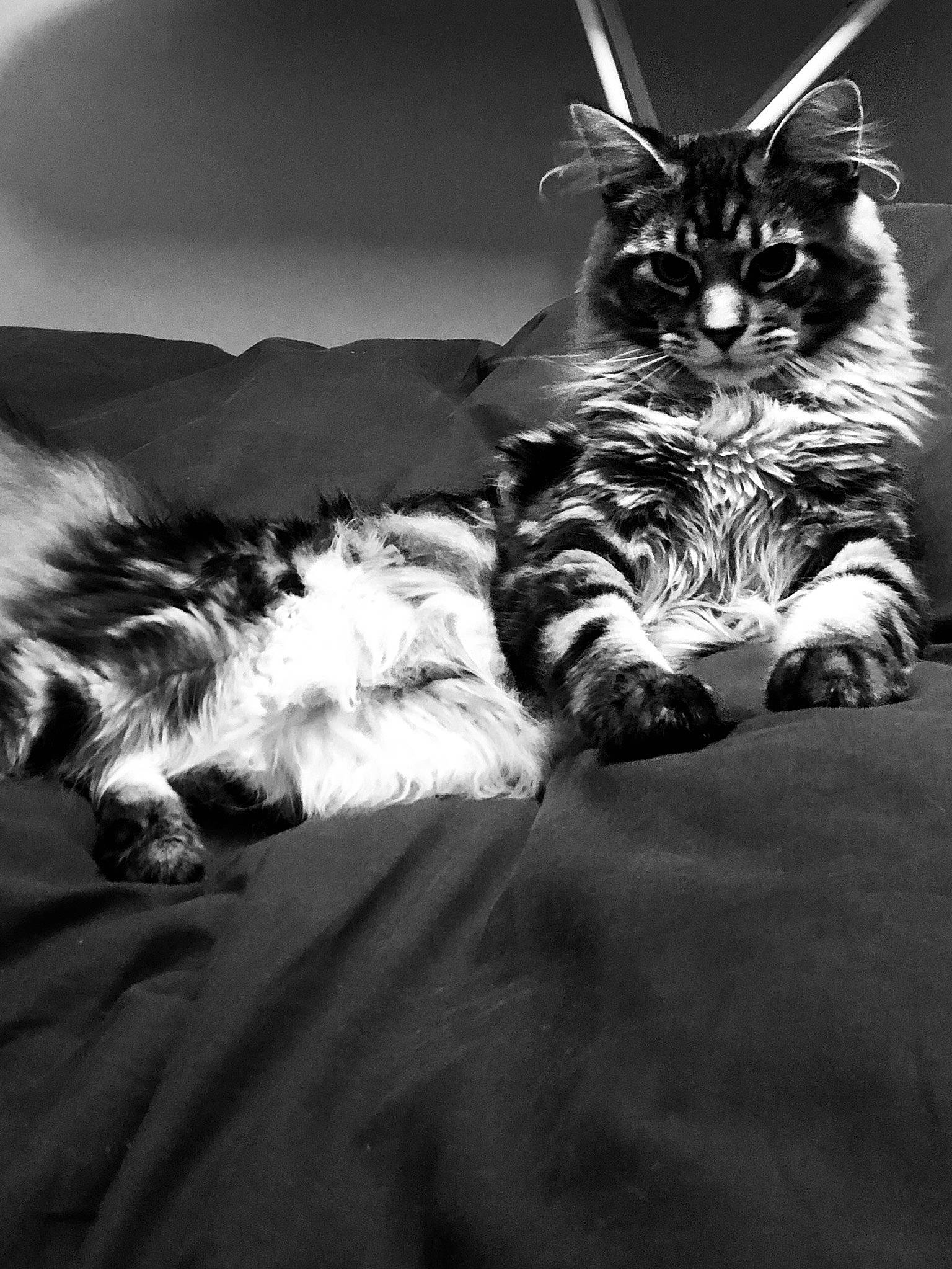 Oliver a rejoint le concours — aidez-le/la à gagner de superbes lots ! black, black_and_white, carnivore, cat, felidae, fur, kitten, maine_coon, monochrome, monochrome_photography, norwegian_forest_cat, paw, photography, sky, small_to_medium_sized_cats, snout, stock_photography, tabby_cat, whiskers, white
