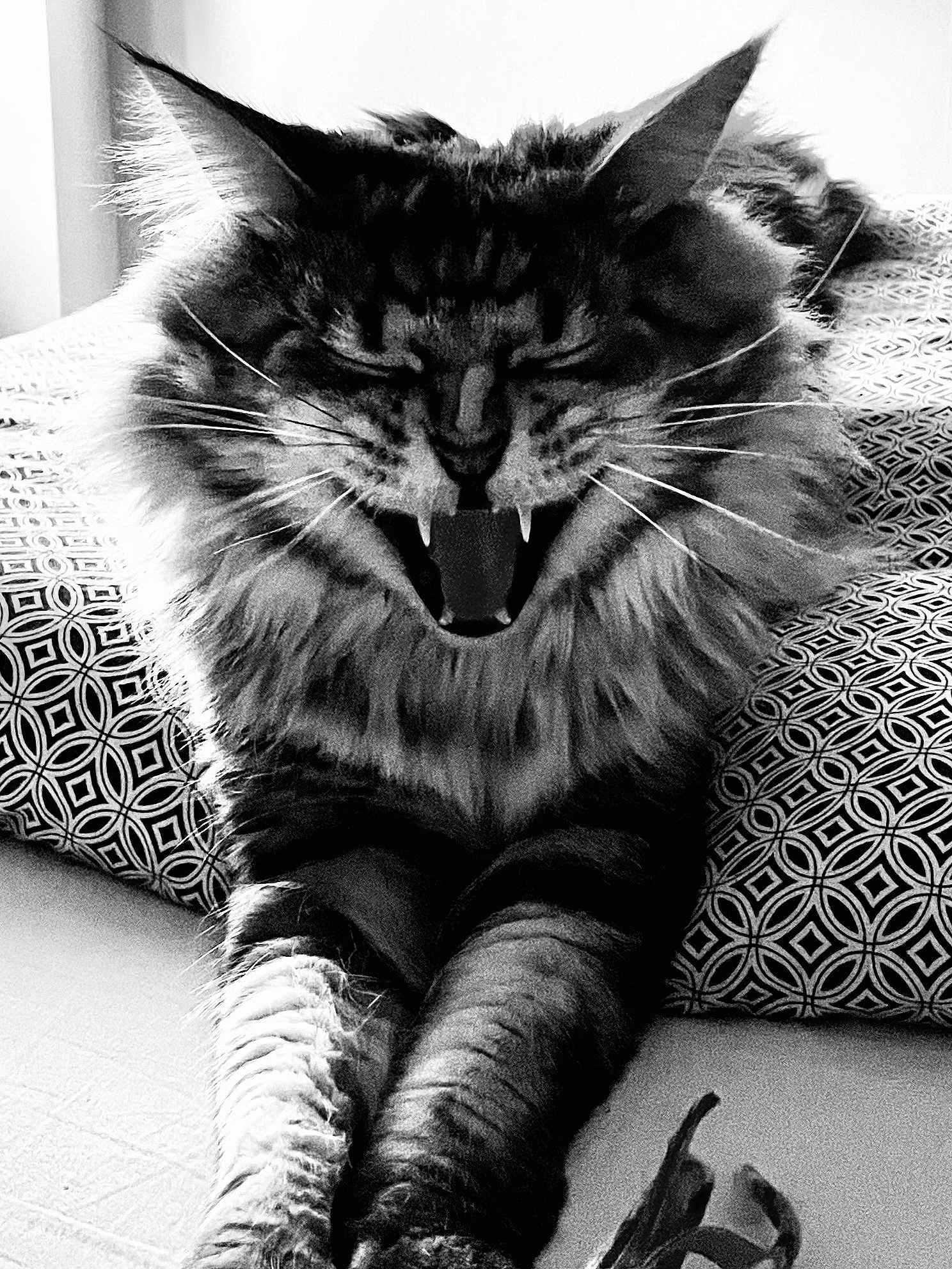 Oliver
