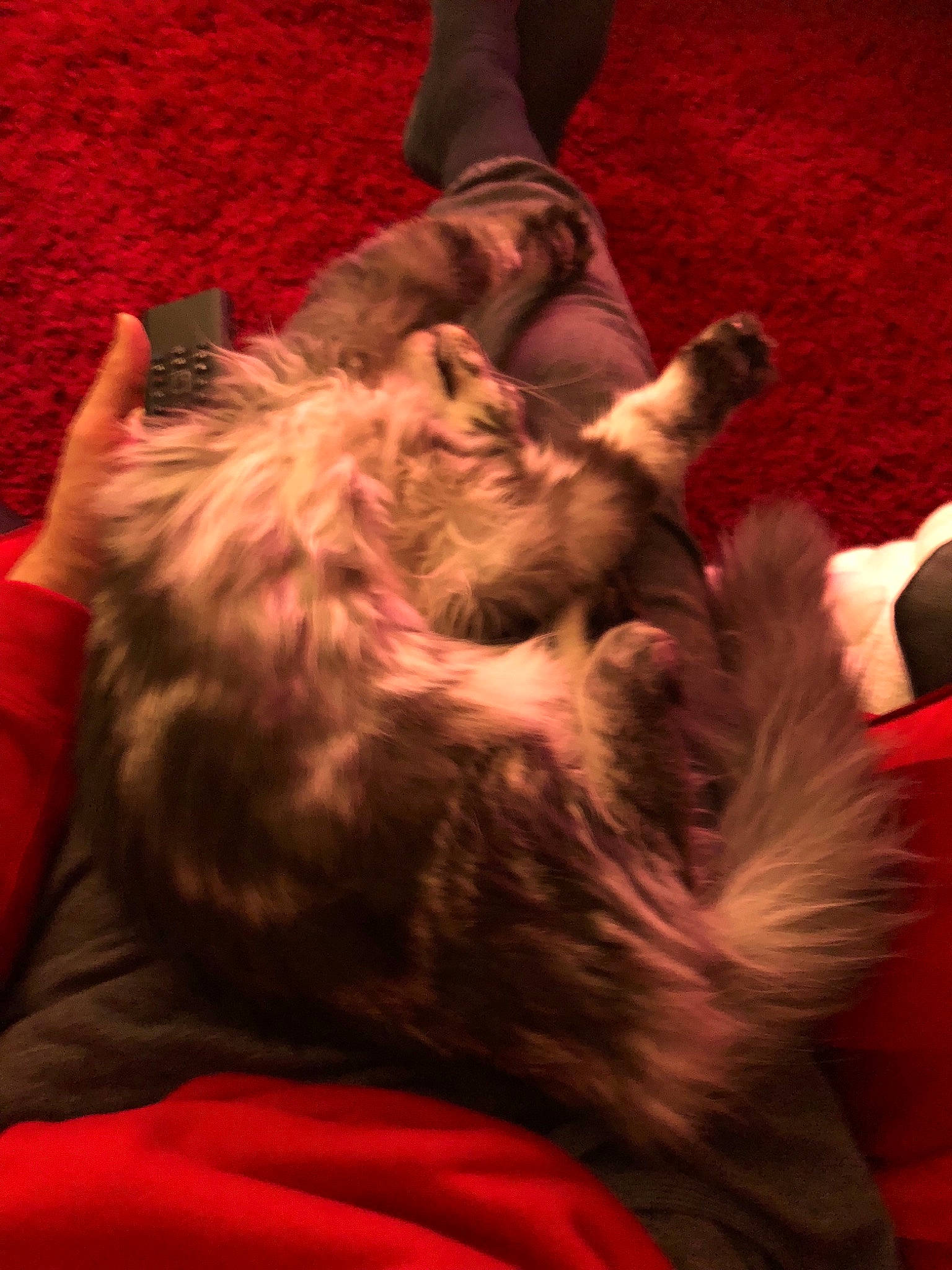 Oliver participe au concours pour gagner de l'argent avec cette photo : carnivore, cat, ear, felidae, fur, kitten, small_to_medium_sized_cats, tail, whiskers