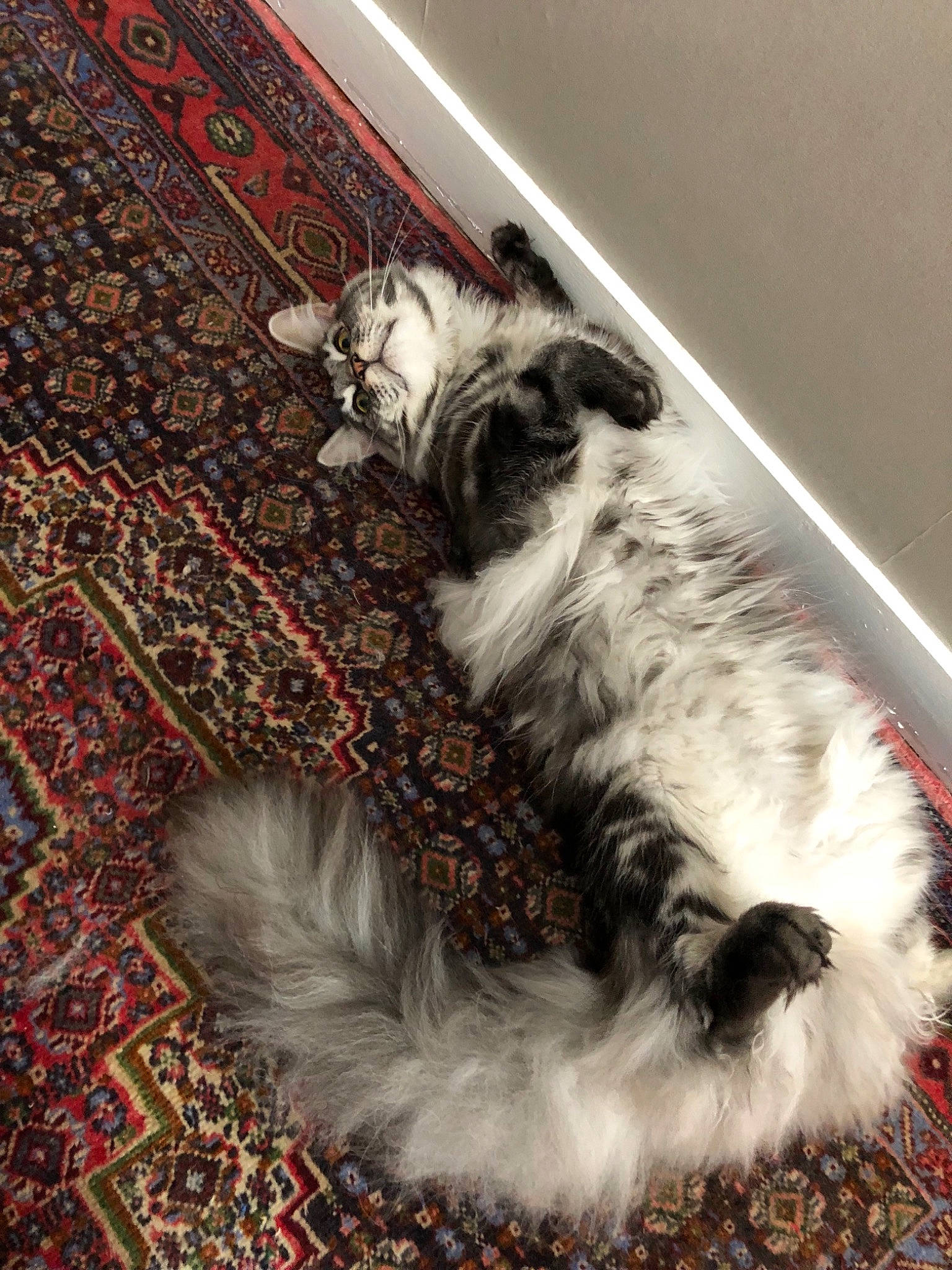 Oliver participe au concours pour gagner de l'argent avec cette photo : canidae, carnivore, cat, dog_breed, felidae, fur, paw, shih_tzu, small_to_medium_sized_cats, tail, whiskers