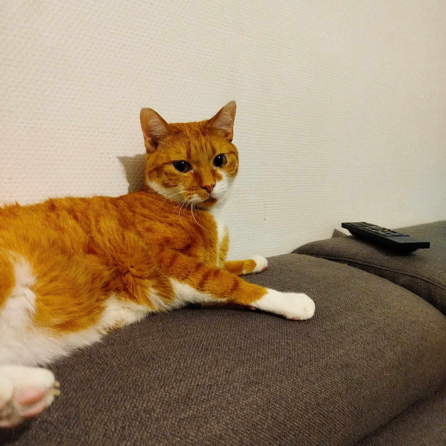 Simba a rejoint le concours — aidez-le/la à gagner de superbes lots ! animal, cat, couch, domestic_animal, feline, fur, gray_couch, home, indoor, looking, lounging, orange_cat, paw, pet, relaxed, remote_control, textured_wall, wall, whiskers, white_cat