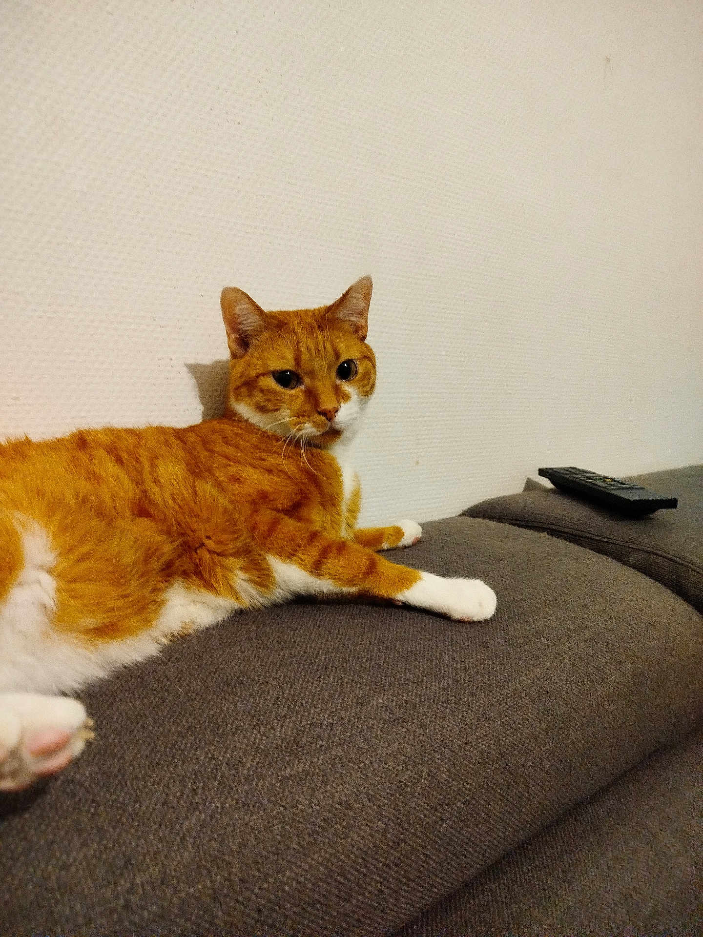 Simba a rejoint le concours — aidez-le/la à gagner de superbes lots ! cat, orange_cat, white_cat, pet, feline, indoor, couch, gray_couch, remote_control, relaxed, lounging, wall, textured_wall, domestic_animal, animal, fur, whiskers, paw, looking, home