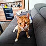 Simba a rejoint le concours — aidez-le/la à gagner de superbes lots ! cat, orange_cat, white_paws, couch, furniture, indoor, pet, curious, looking_at_camera, wooden_cabinet, houseplant, bottle, living_room, domestic_cat, eyes, ears, whiskers, floor, blanket, plastic_bottle